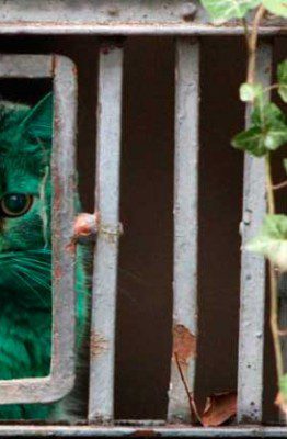 gato color turquesa